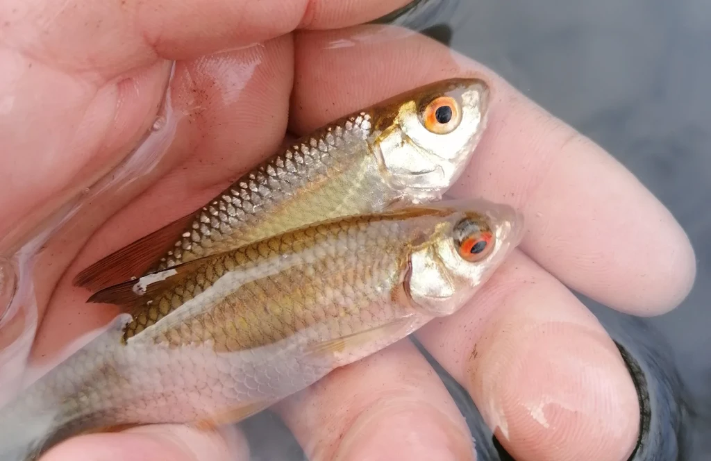 actualité pêche en Lot-et-Garonne