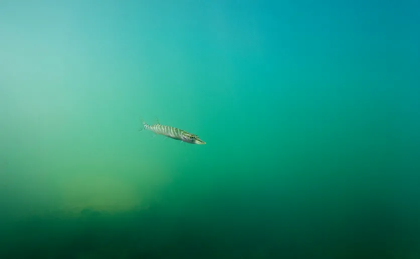 biodiversite aquatique