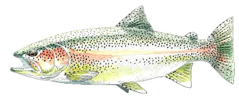 FNPF_TRUITE ARC EN CIEL 1