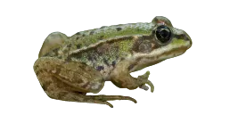 grenouille verte