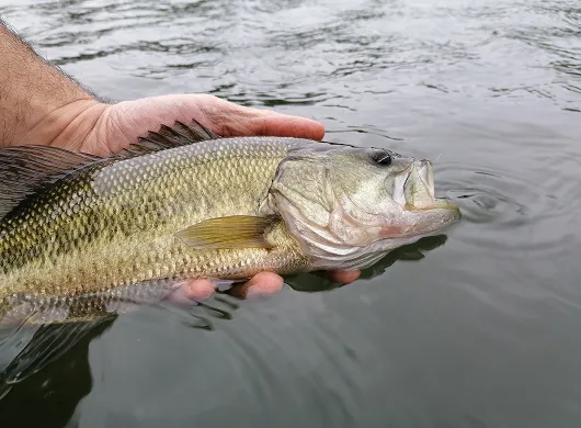 la pêche en no-kill