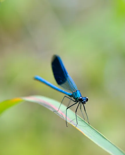 libellule preservation