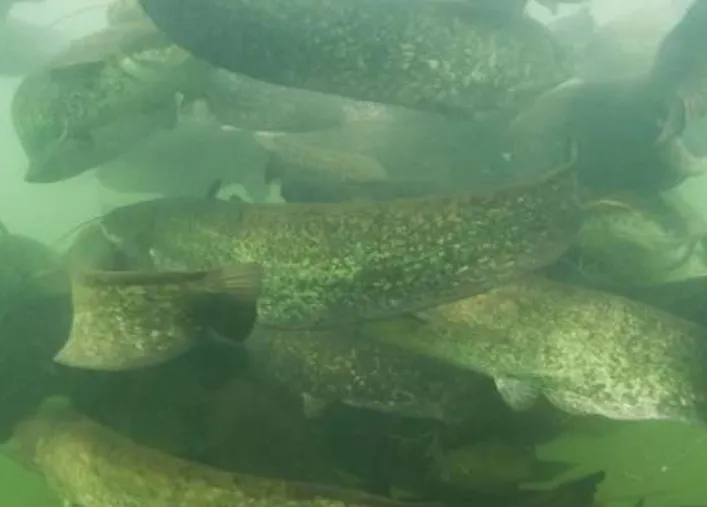 silure consultation publique