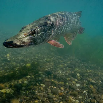 structures pedagogiques