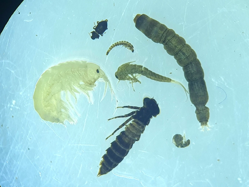 Macroinvertébrés