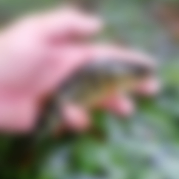 ✨ Le Mard-Ichtyofaune ✨ Maintenant que vous êtes calés sur les macro-invertébrés du Lot-et-Garonne, partez…