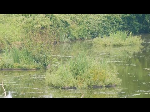 Restauration de l'anse du Turbatus au Temple-sur-Lot (2023)