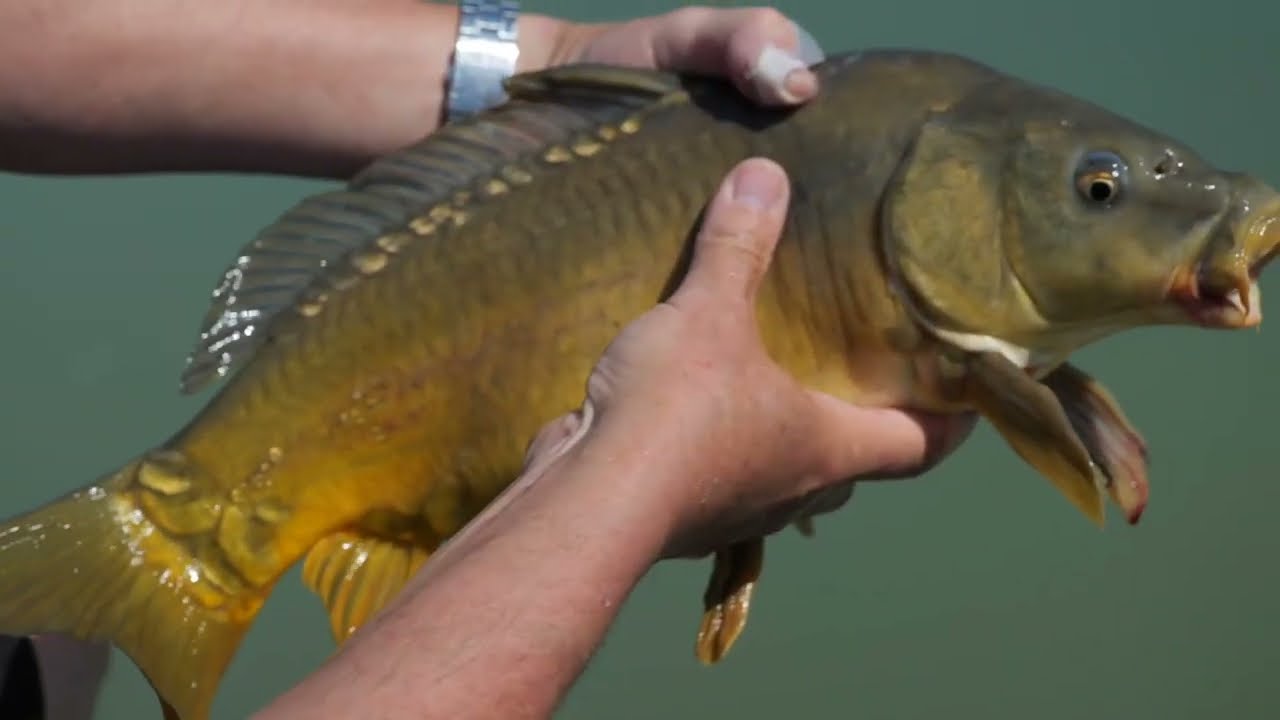 Destination Pêche Nouvelle-Aquitaine en Lot-et-Garonne (47)